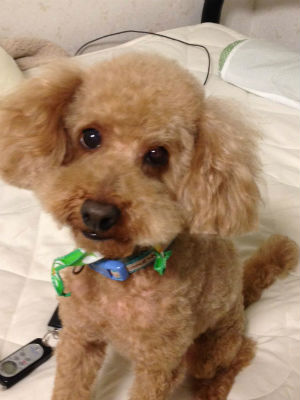 �g�C�v�[�h���@���@��t