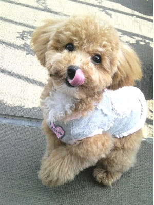 �g�C�v�[�h���@���@��t