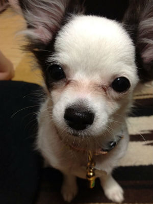 �����O�R�[�g�`�����@�ʐ^