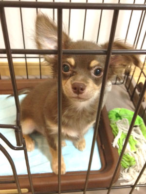 �����O�R�[�g�`�����@�ʐ^