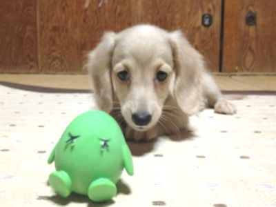 �~�j�`���A�_�b�N�X�t���h�@�ʐ^