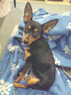 �~�j�`���A�s���V���[�@�ʐ^