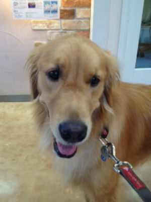 �S�[���f�����g���o�[�@�ʐ^