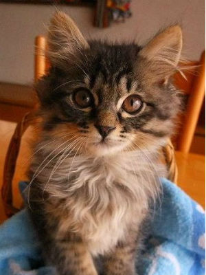 �V�x���A���n�X�L�[�@�ʐ^