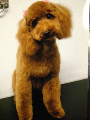 �g�C�v�[�̎ʐ^