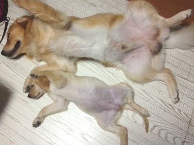 �S�[���f�����g���[�o�[�̎ʐ^