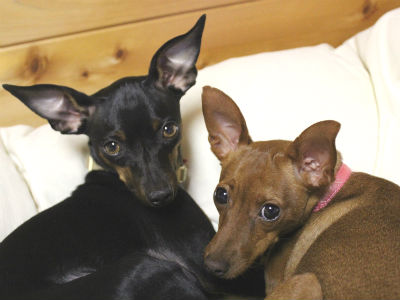 �~�j�s���@�ʐ^�@��