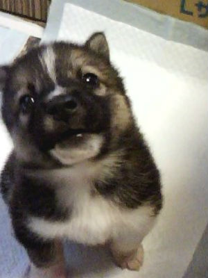 �~�b�N�X���̎ʐ^