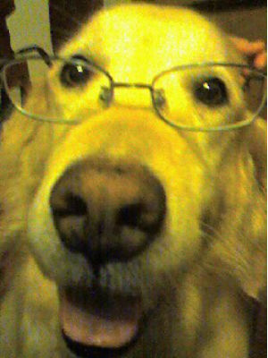 �S�[���f�����g���[�o�[�̎ʐ^