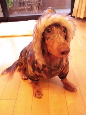 �~�j�`���A�_�b�N�X�t���h�̎ʐ^