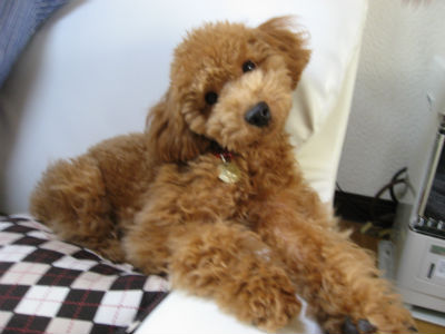 �g�C�v�[�h���@���̎ʐ^