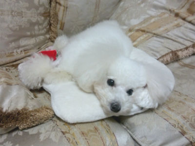 �g�C�v�[�h���@���̎ʐ^