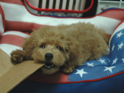 �g�C�v�[�h���@���̎ʐ^