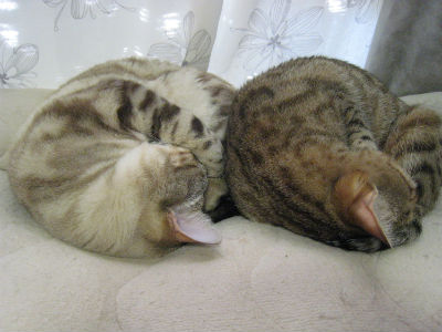 �x���K���L�̎ʐ^