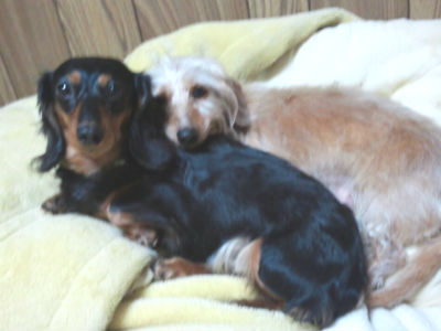 �_�b�N�X�@���̎ʐ^