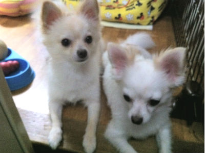 �`�����@���̎ʐ^