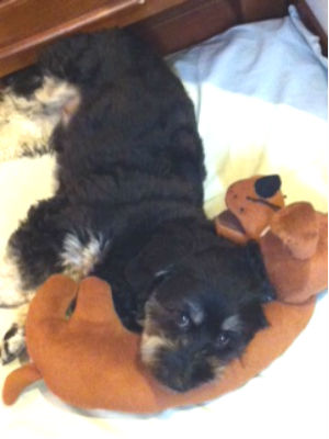 MIX���@�m�A�����̎ʐ^