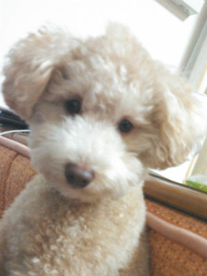 MIX���@ �G�h���|�h�����̎ʐ^