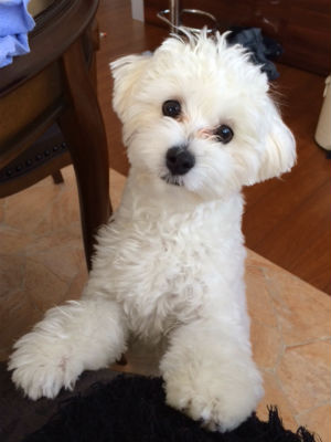 �}���v�[�̎ʐ^