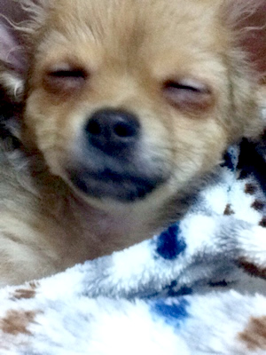 �`�����̎ʐ^