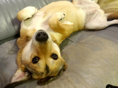 �R���������̎ʐ^