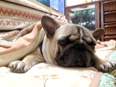 �t�����`�u���h�b�O�@���i�ӂ��j�����