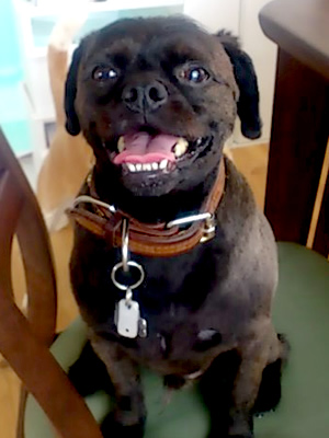 �p�O�~�t�����`�u���h�b�O�~�b�N�X�̃n���[�����