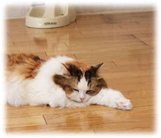 �l�R�̕a�C�̃T�C��