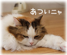 �l�R�̕a�C�̃T�C��