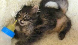 �̗͂̂Ȃ��q�L�ʐ^