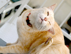 �̗͂̂Ȃ��q�L�ʐ^