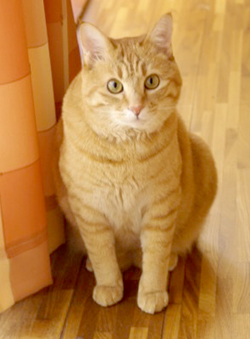 �l�R�̃t�~�t�~