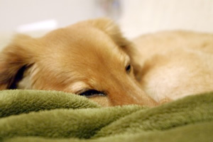 ���̕a�C�w��