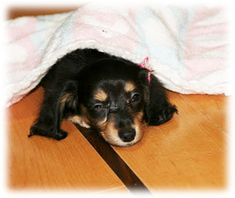 ���̕a�C�̃T�C��