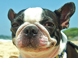 ���Ƃ��o�����D��s�@��