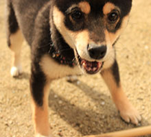 吠える犬の写真