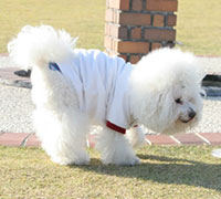 ビションフリーゼの写真