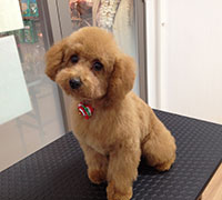 トイプードルの写真