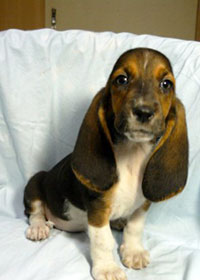 バセットハウンドの仔犬の写真