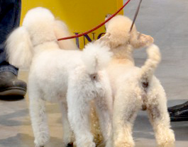 ���̎���