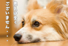 犬写真