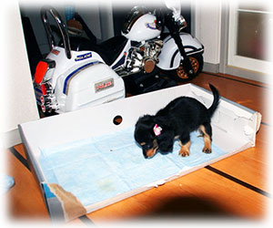 子犬のトイレトレーニング