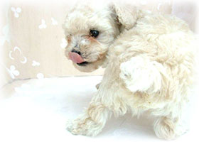 子犬のしつけ写真