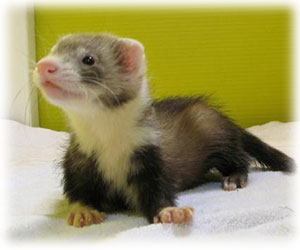 �t�F���b�g�ʐ^