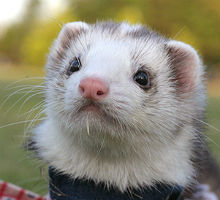 �t�F���b�g�̎ʐ^