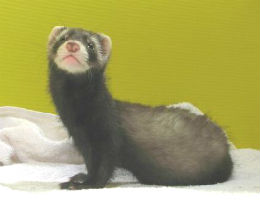 �t�F���b�g�̎ʐ^