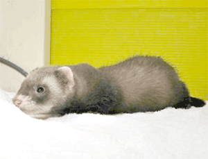 �t�F���b�g�̃t�B�����A�\�h