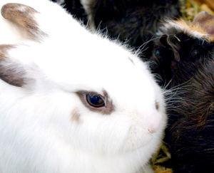 �������̐H��