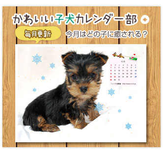 かわいい子犬カレンダー部