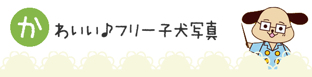 かわいい♪フリー子犬写真